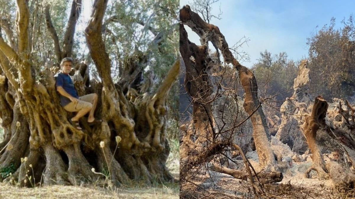 un maslin vechi de 2500 de ani mentionat in scrierile sale si de marele filosof strabon a ars in