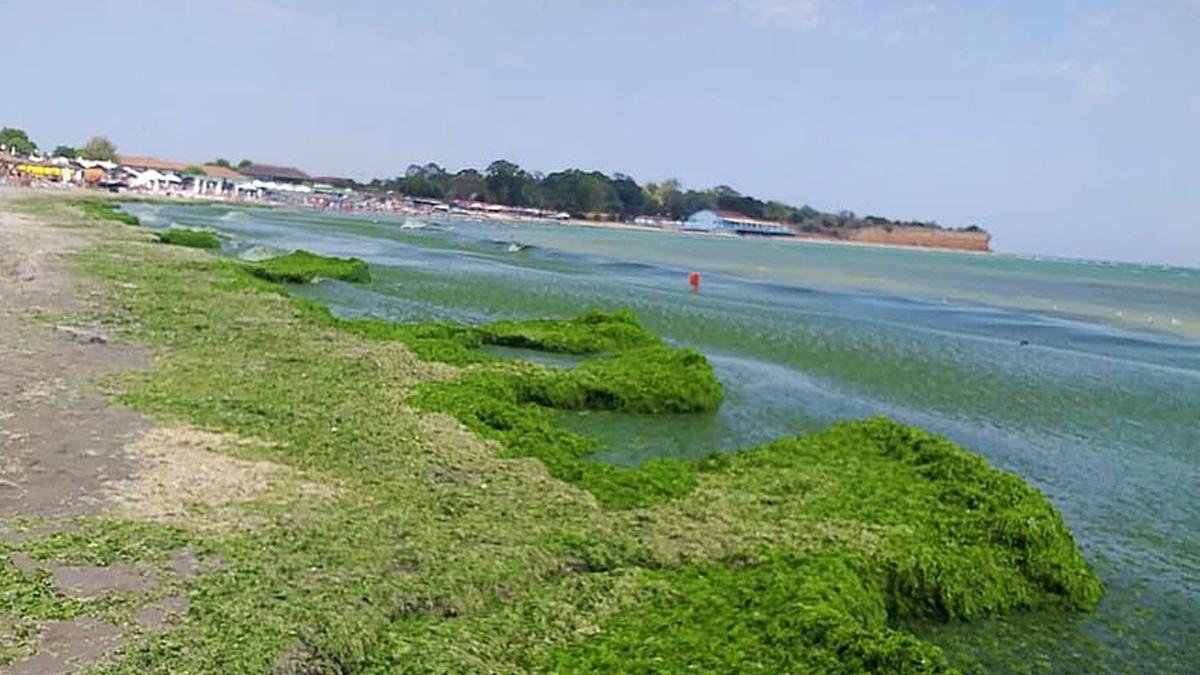 alge invadat statiuni sud litoral