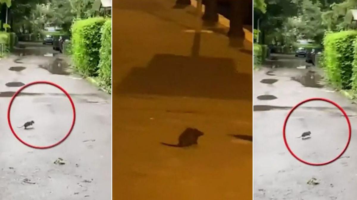 copil muscat sobolan chiajna