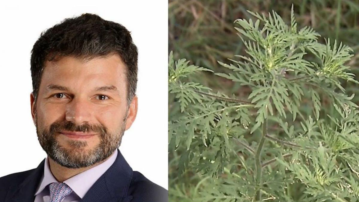 explozii de alergii la ambrozie pericol de soc anafilactic