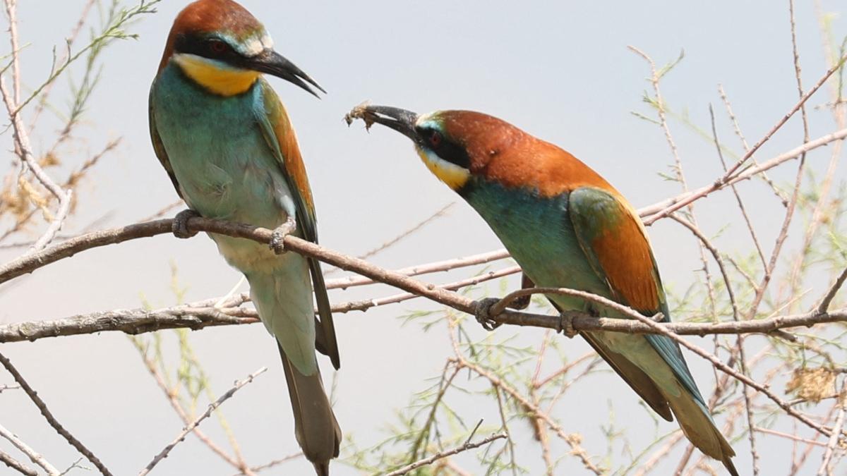 oamenii au provocat extinctia a cel putin 469 de specii de pasari ultimii 50 000 ani