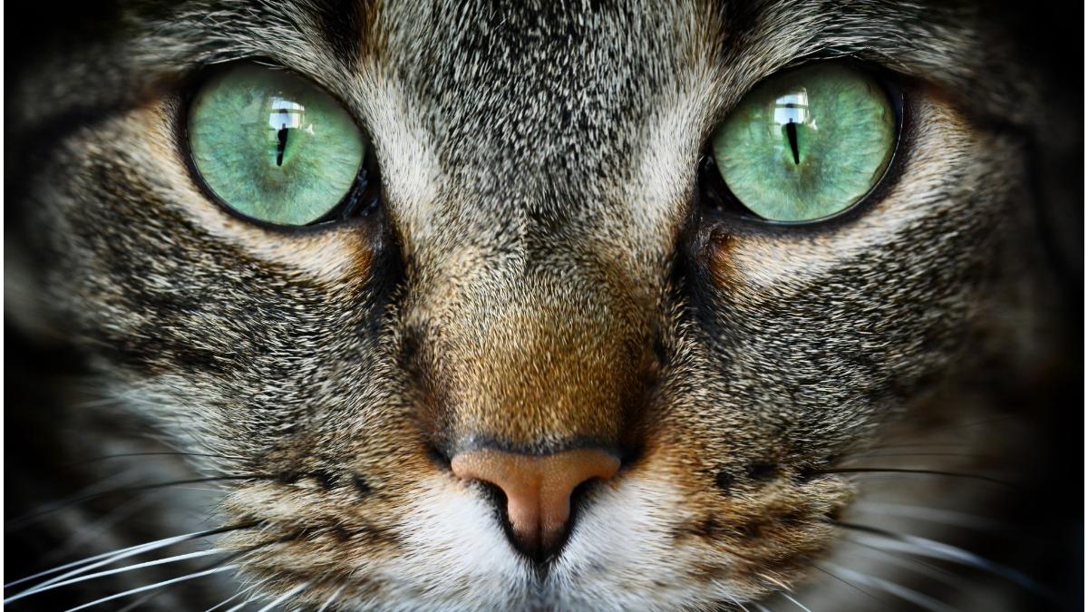 pisici salvate incendii siberia