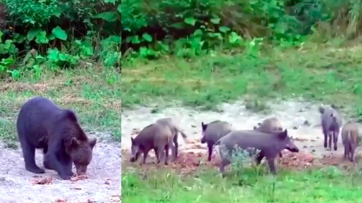 mistreti cu pui goniti de ursi de la festin hrana fusese pusa gestionarii fondurilor cinegetice