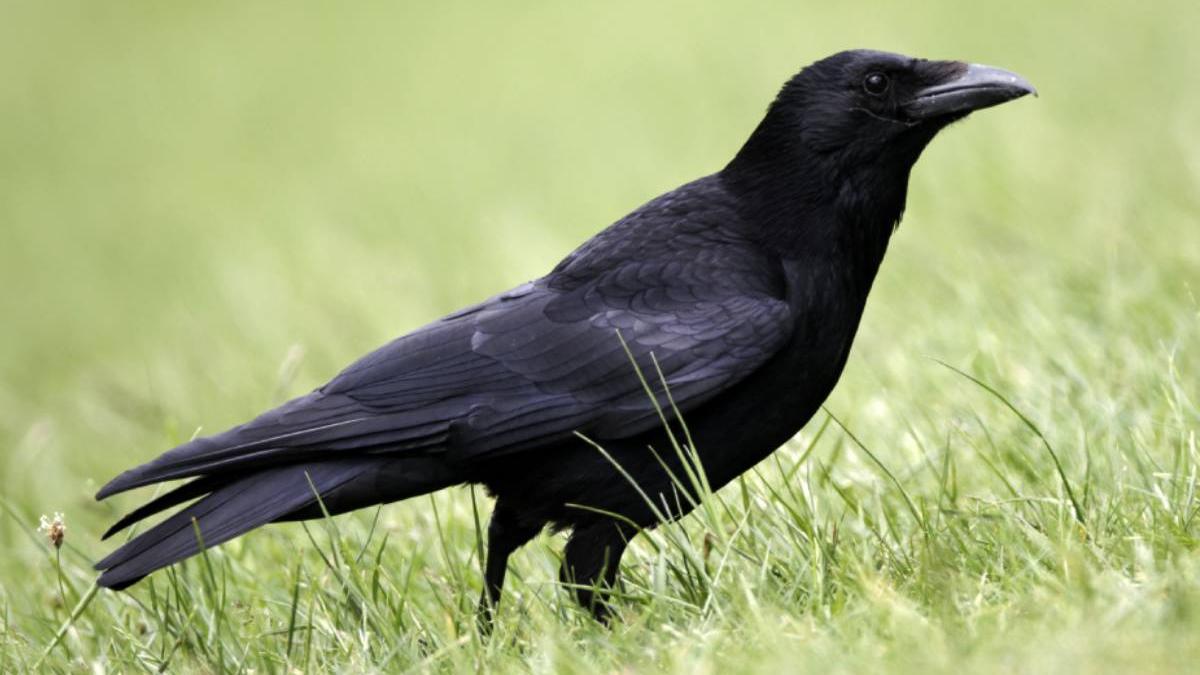 recompensa peste 3 000 euro pentru gasirea unei ciori disparute cronco vorbeste