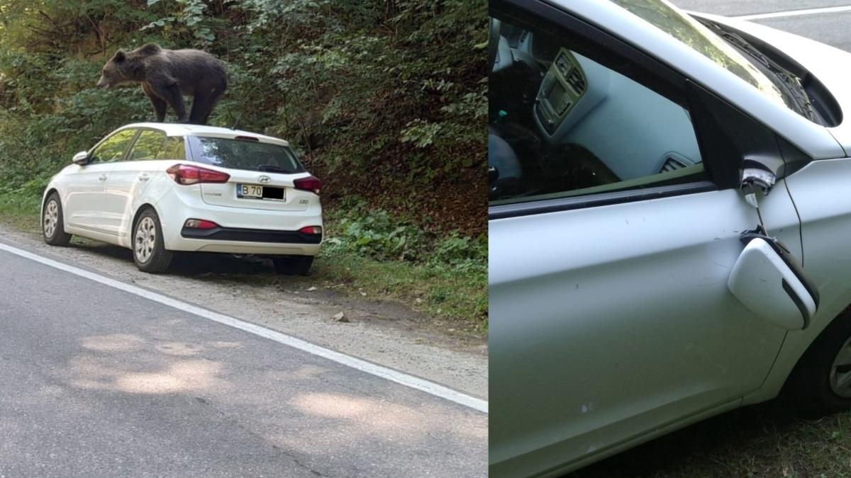 un urs a distrus o masina intr o zona turistica din arges