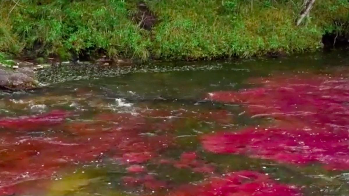 rau in cinci culori din columbia atrage turisti din toata lumea curcubeul lichid