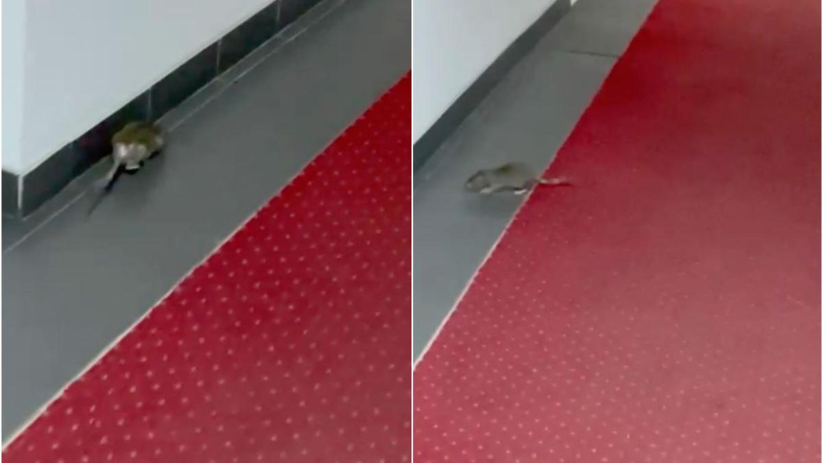 sobolan ministerul economiei calea victoriei