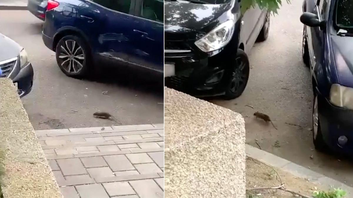 sobolani bucur obor capitala