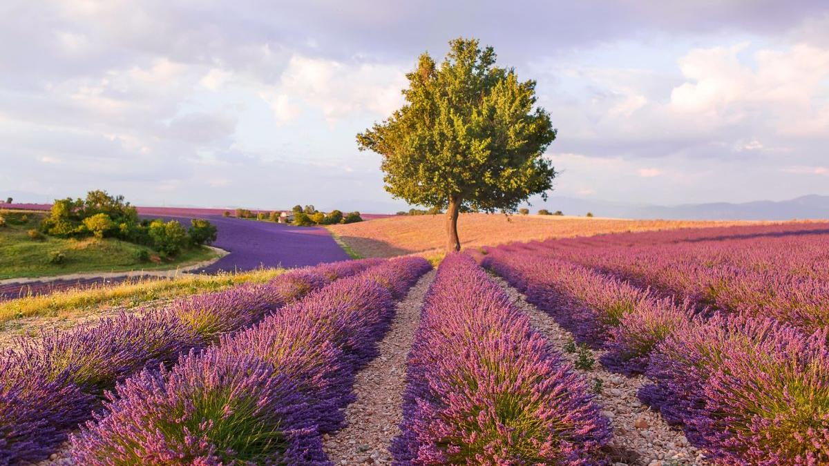 lavanda lista plante periculoase