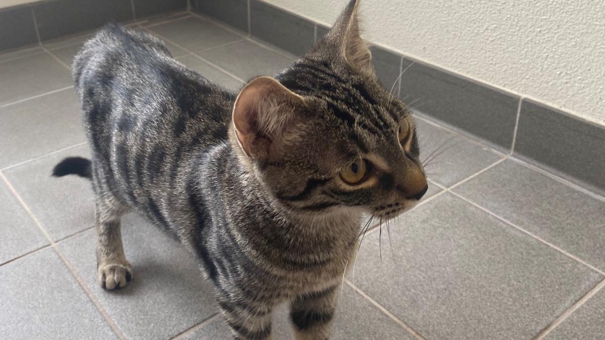 francez salvat de pisica sa dupa ce i s a facut rau in casa felina a alertat vecinii