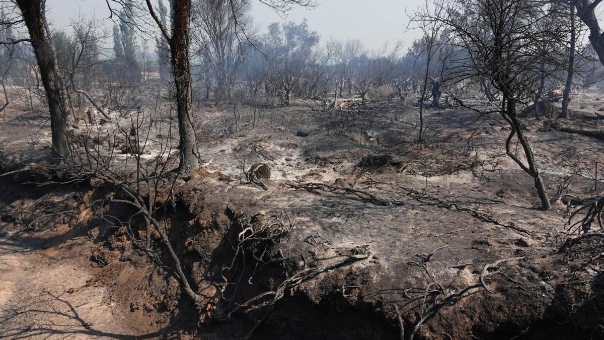 franta foc saint tropez incendii vegetatie mort