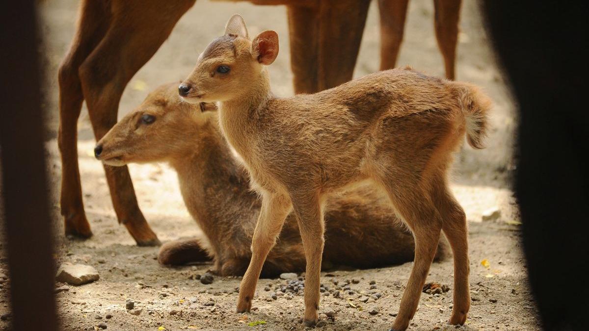 caprioare salvate moarte drone germania