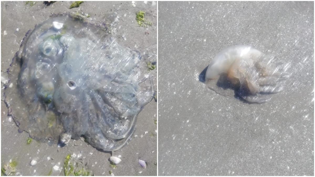 invazie de meduze la navodari specialistii avertizeaza sa nu le atingem