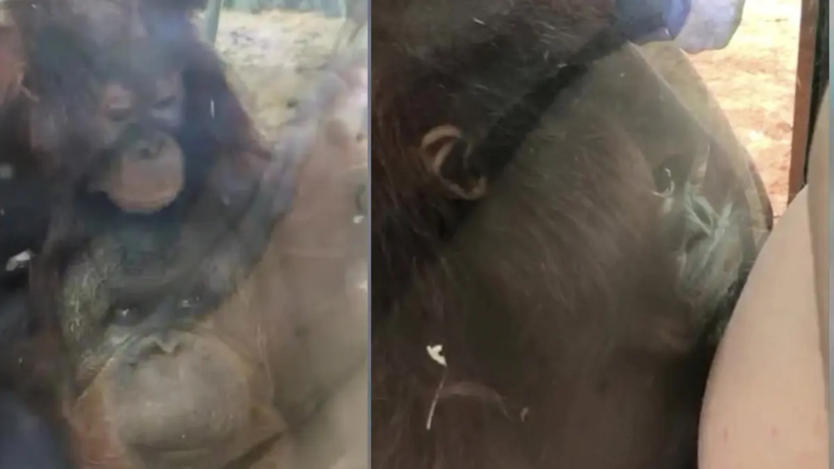 imagini induiosatoare cu un pui de urangutan care saruta burtica unei gravide prin geamul unei