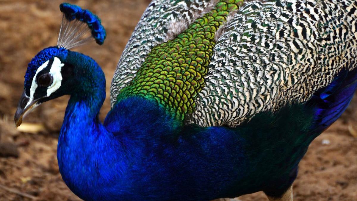 mascati alba cisnadie 13 pauni furat ferma aiud