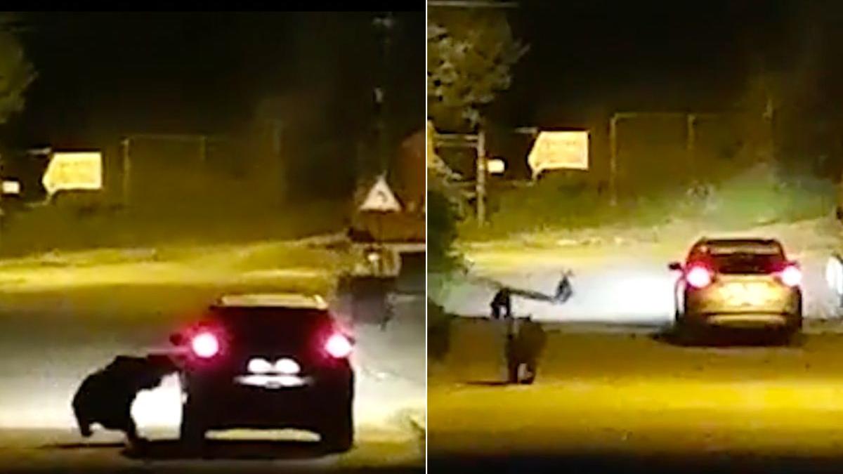 masina atacata ursoaica pui busteni