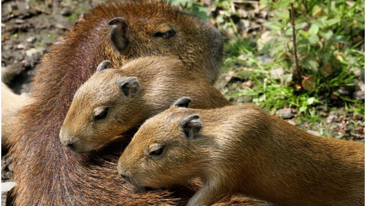 capibara invazie buenos aires