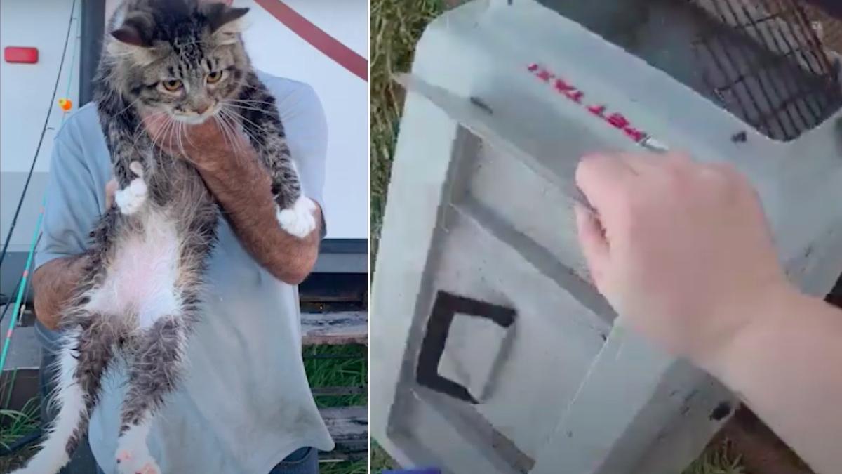 femeie din florida arestata dupa ce a aruncat pisica fostului iubit in rau inchisa in cusca