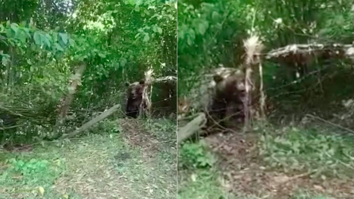 urs de 300 de kg blocat intr un gard de sarma comuna bicaz