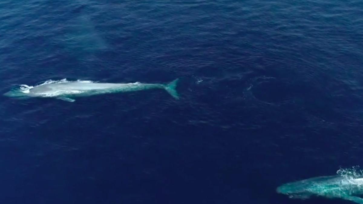balenele albastre se intorc in zonele de coasta ale spaniei dupa 40 de ani de absenta