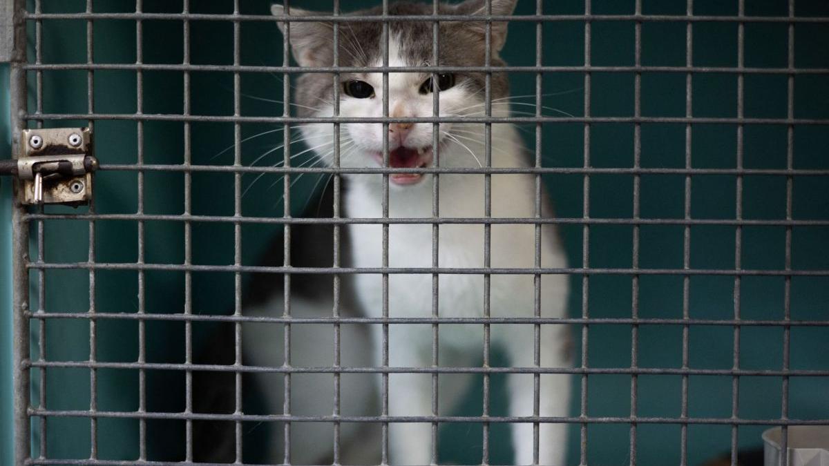 kabul evacuare paul farthing 150 caini pisici