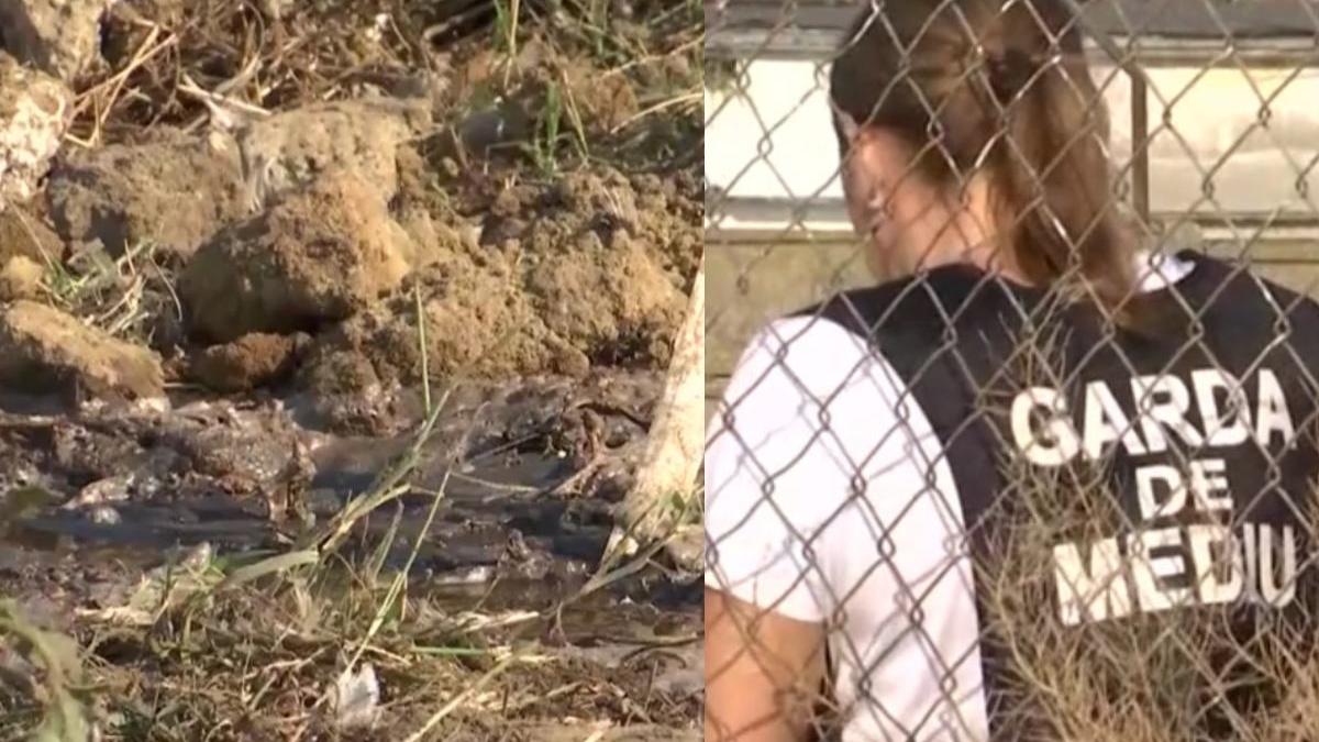 mii gaini moarte descoperite ingropate langa ferma judetul galati