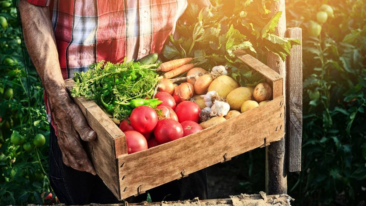 romania tara paradoxurilor cresc preturile la legume fermierii dau faliment