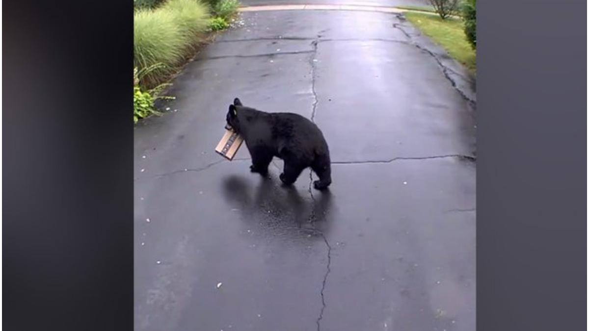 urs fura colet amazon