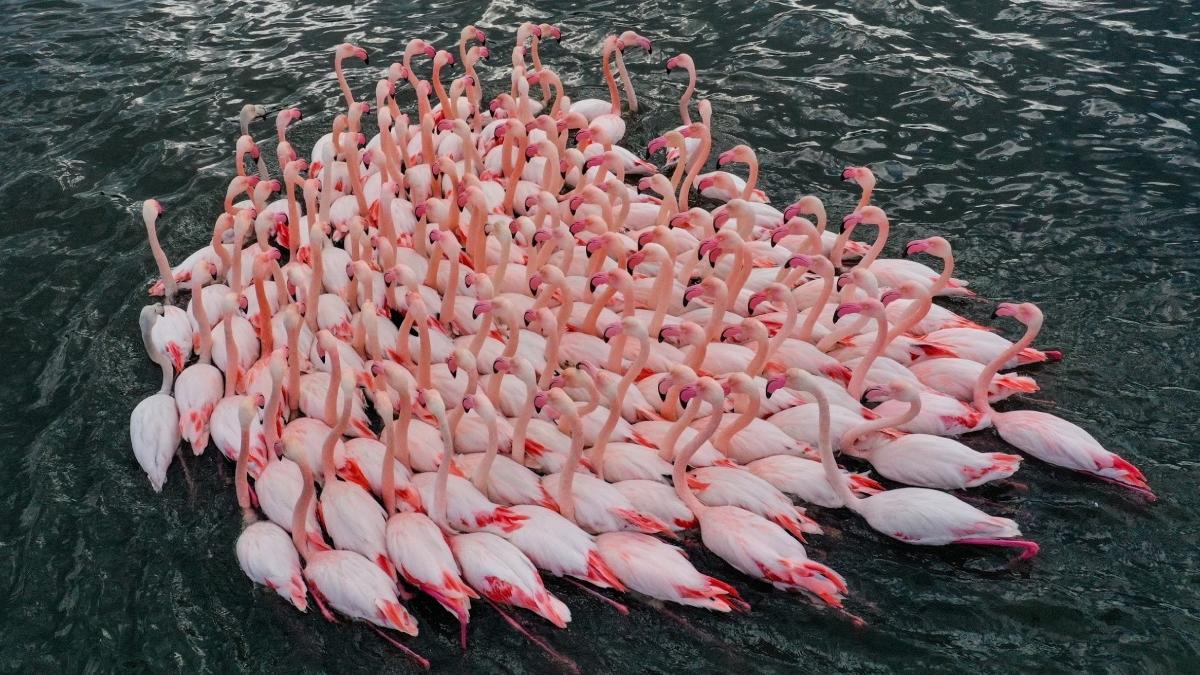 flamingo-pasari