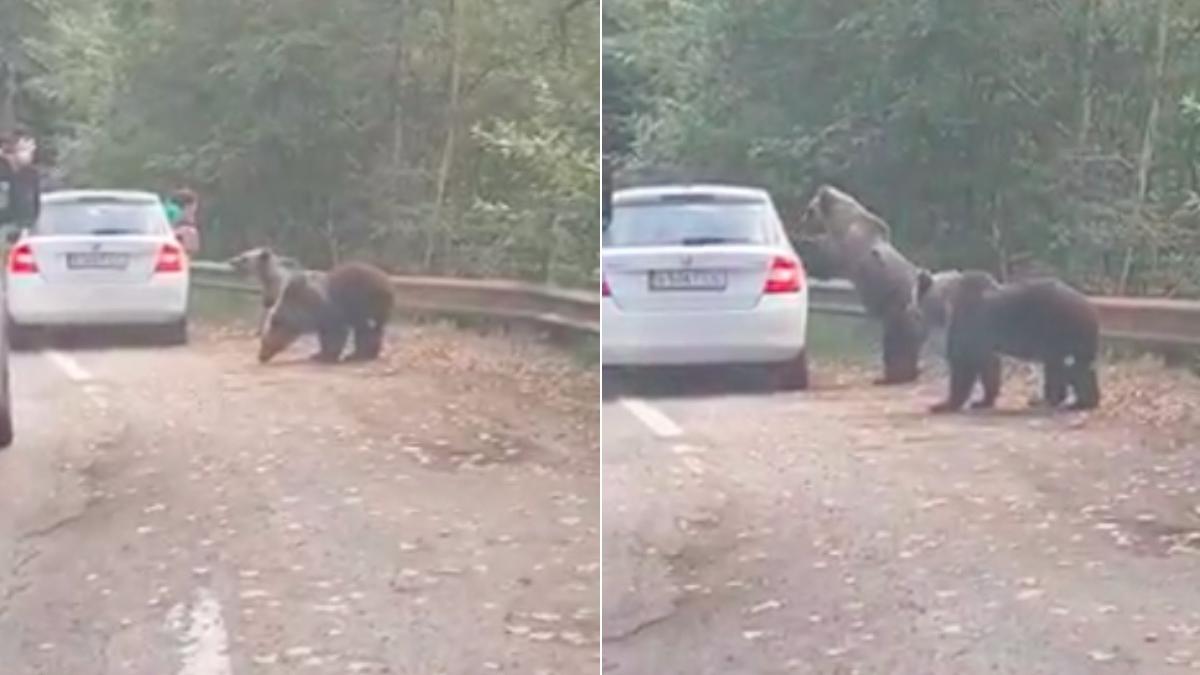 bucuresteni surprinsi incearca fotografieze doi ursi unul sare pe masina transfagarasan