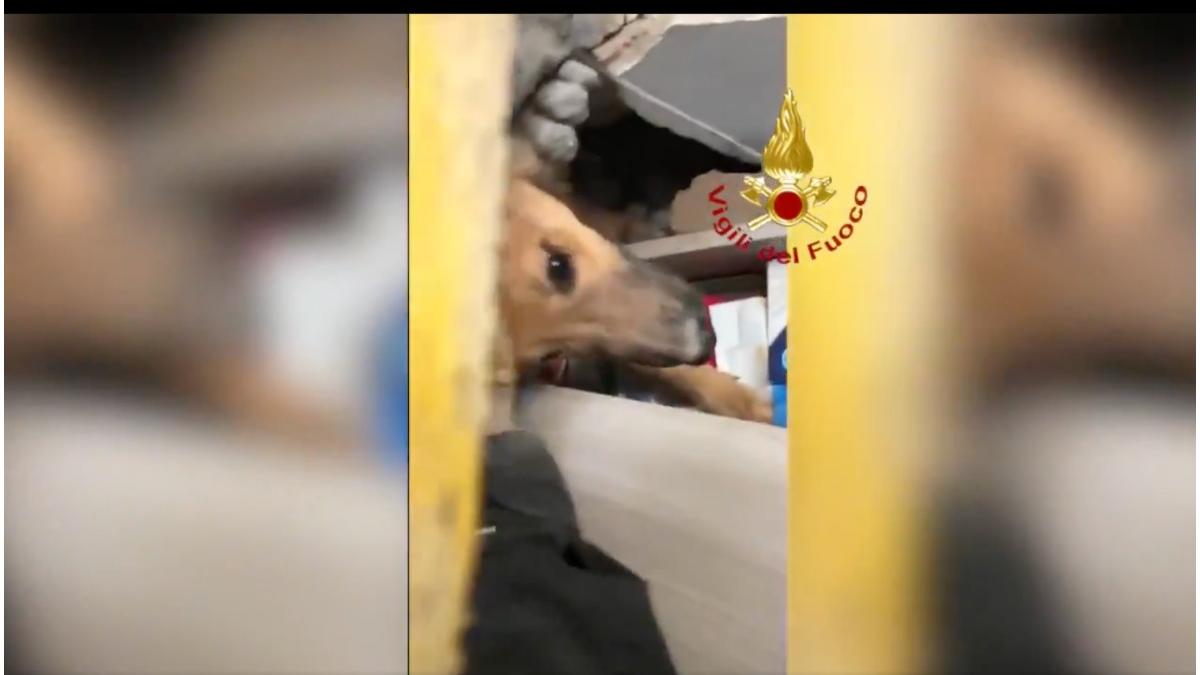 caine salvat explozie imobil torino