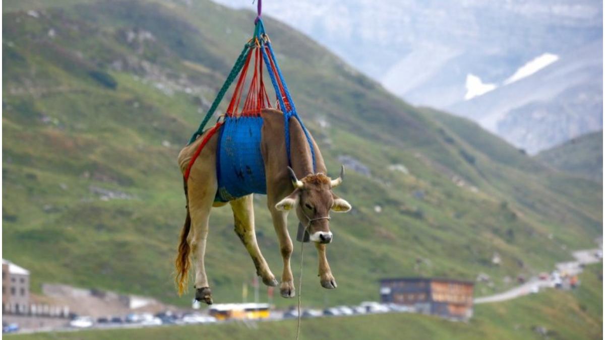 vaci coborate elicopter elvetia