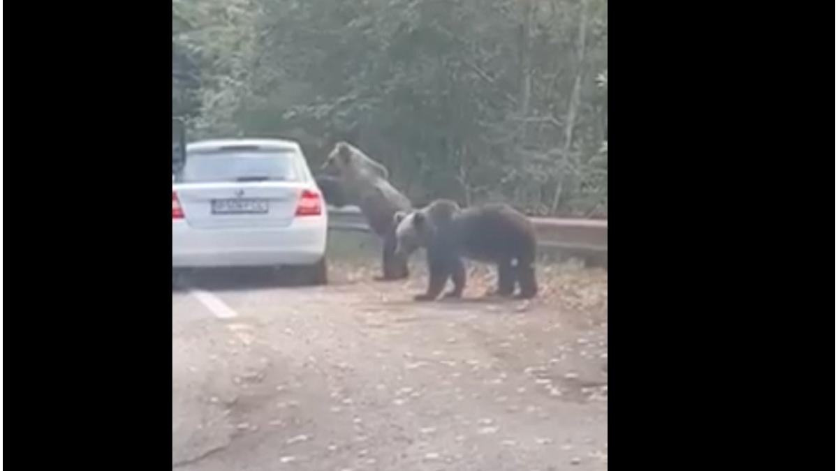 femeie atacata urs transfagarasan