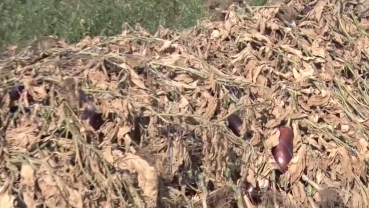 imaginea disperarii fermieri tone legume aruncate camp pret kg vinete