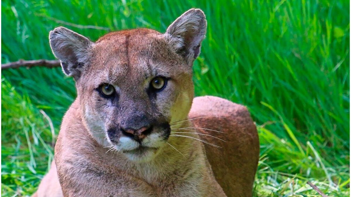 puma atac copil california