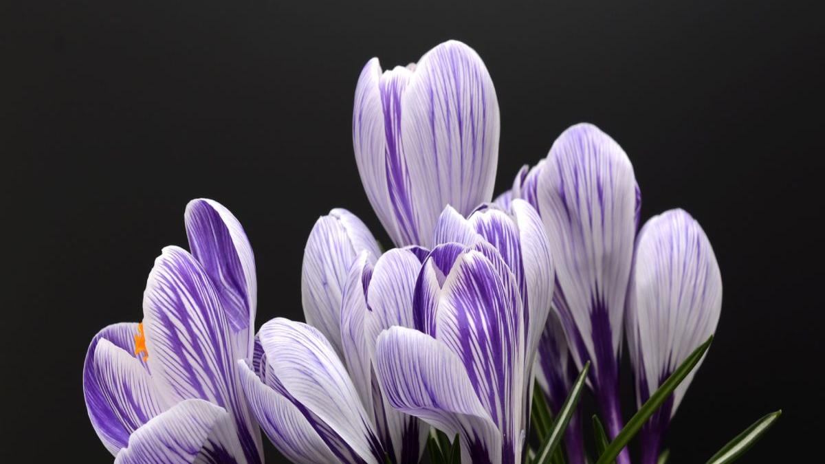 florile potrivite alese in functie de sentimentele pe care vrei sa le exprimi