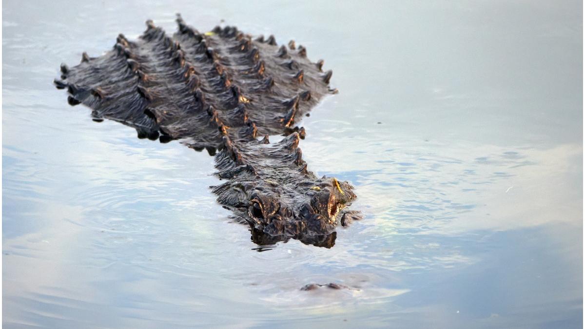 barbat muscat aligator disparut