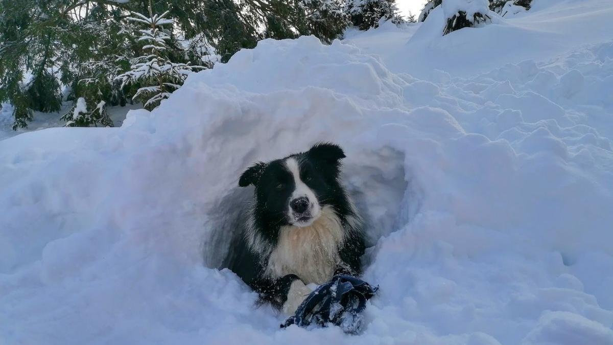 caine carp salvamontist muntii bucegi lovit cu piciorul turista