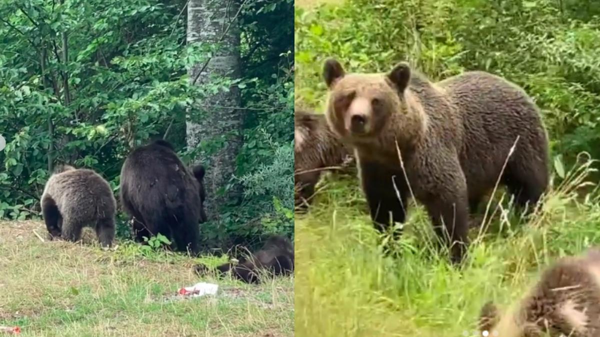cantareata delia intalnire cu 13 ursi in 20 de minute la vidraru