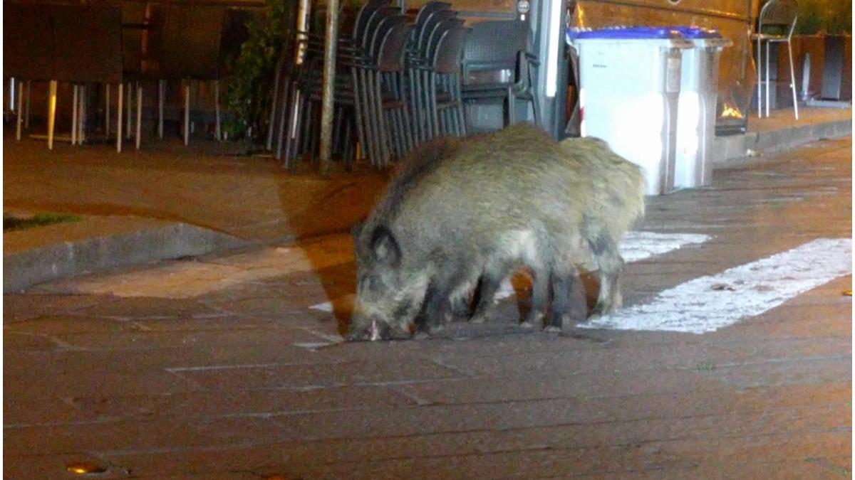 invazie mistreti roma