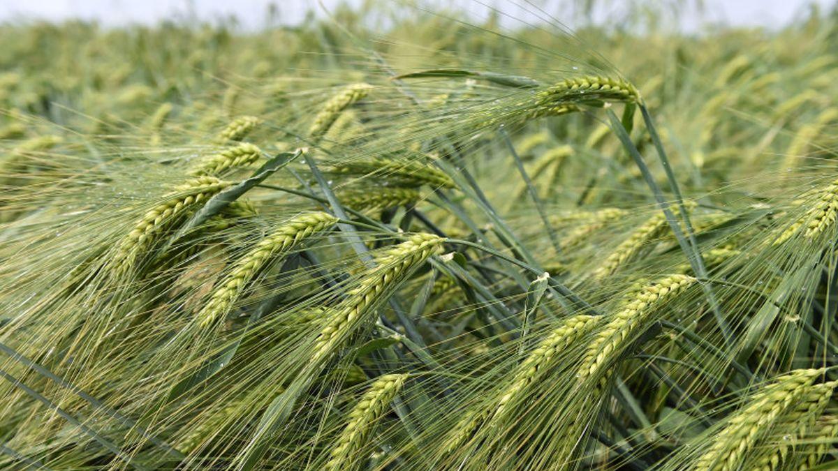 avertizare meteo cod galben vant puternic