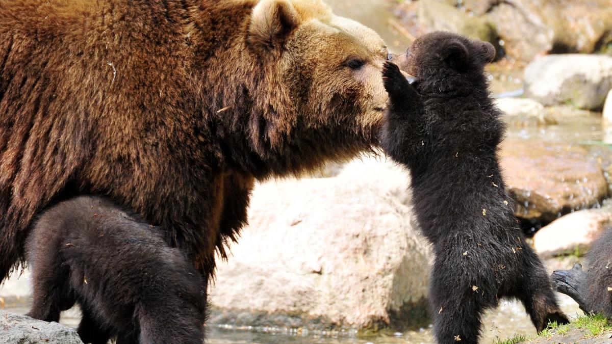 ursoaica si puiul ei ucisi de un tren marfar in buciumeni dambovita