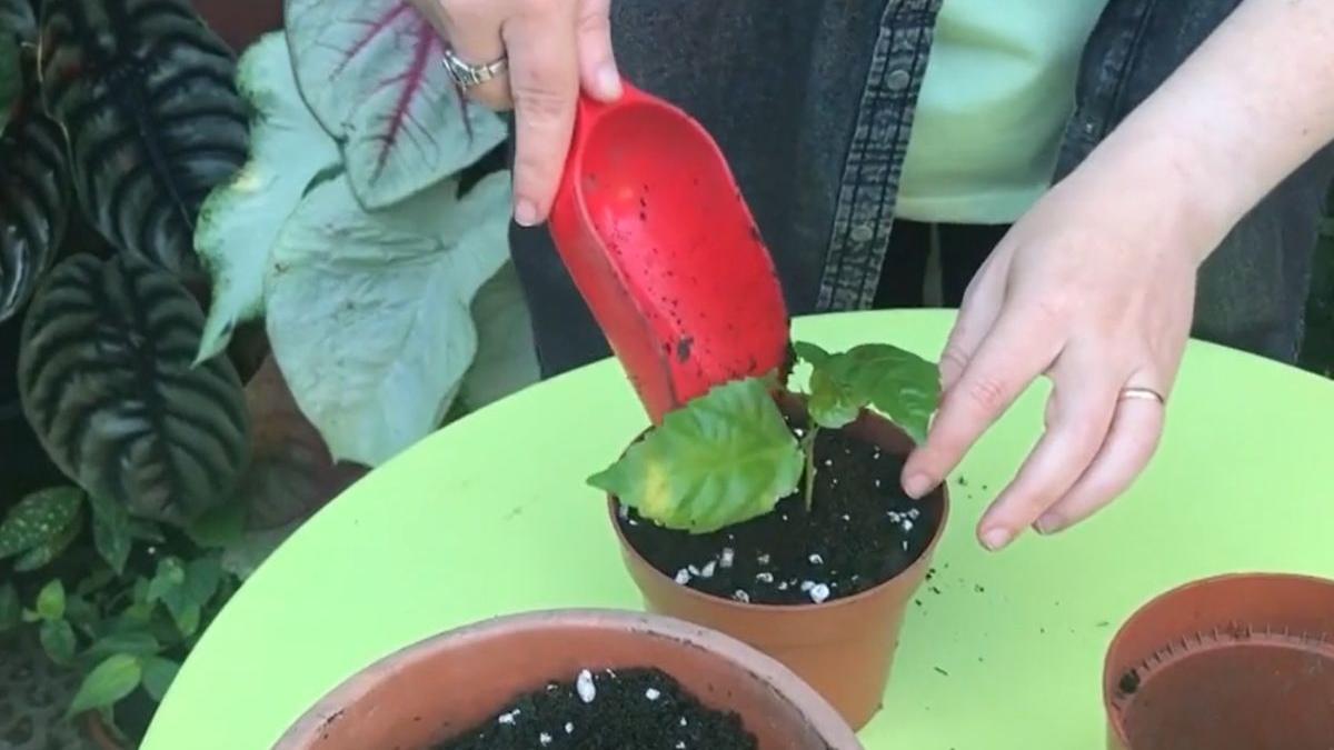 cum inmultim trandafirul japonez oana matei