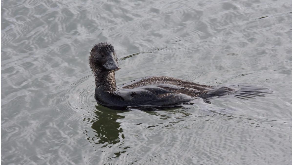 rata australiana vorbeste