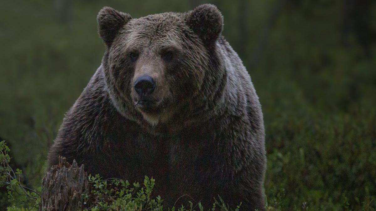 impuscare transare urs neamt costa zeci mii euro faptasi