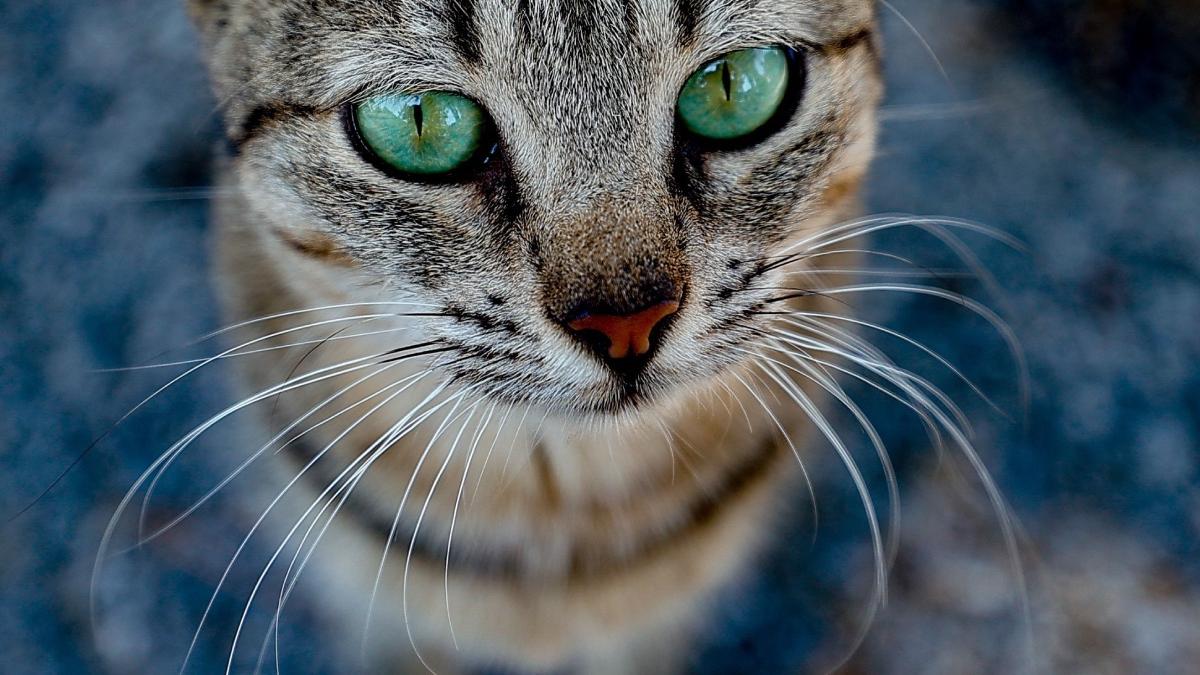 pisicile sufera de stres si anxietate de cand stapanii lucreaza de acasa