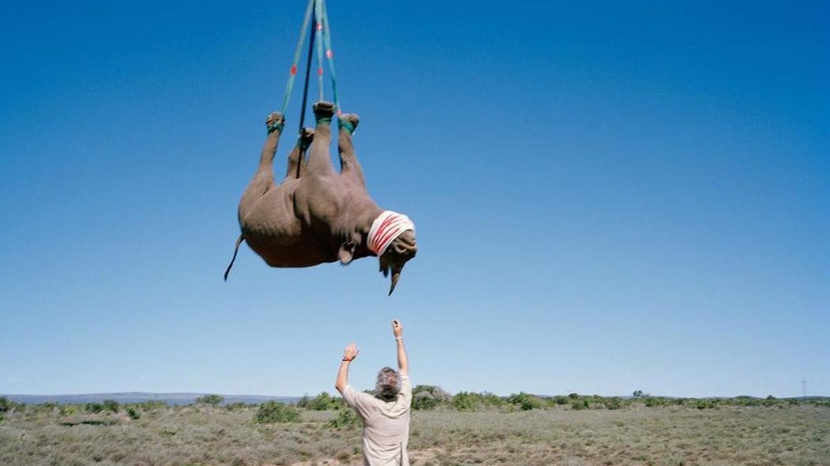 premiile ig nobel rinocer elicopter robin radcliffe