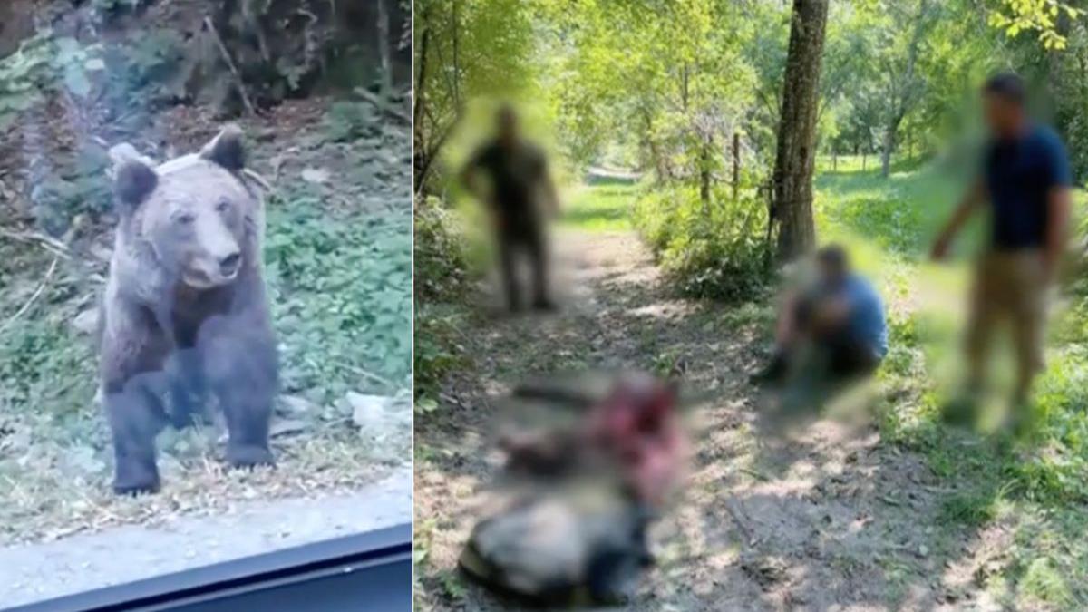 urs chinuit 10 ore lat neamt