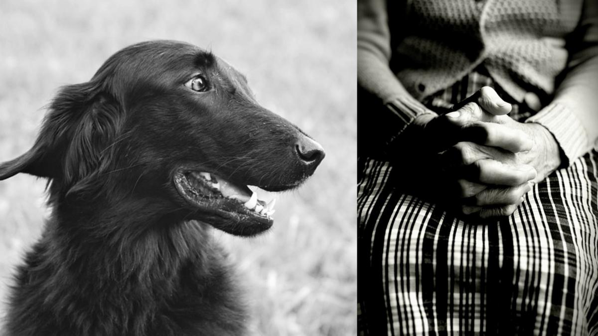 bunicuta lupeni salvata caine