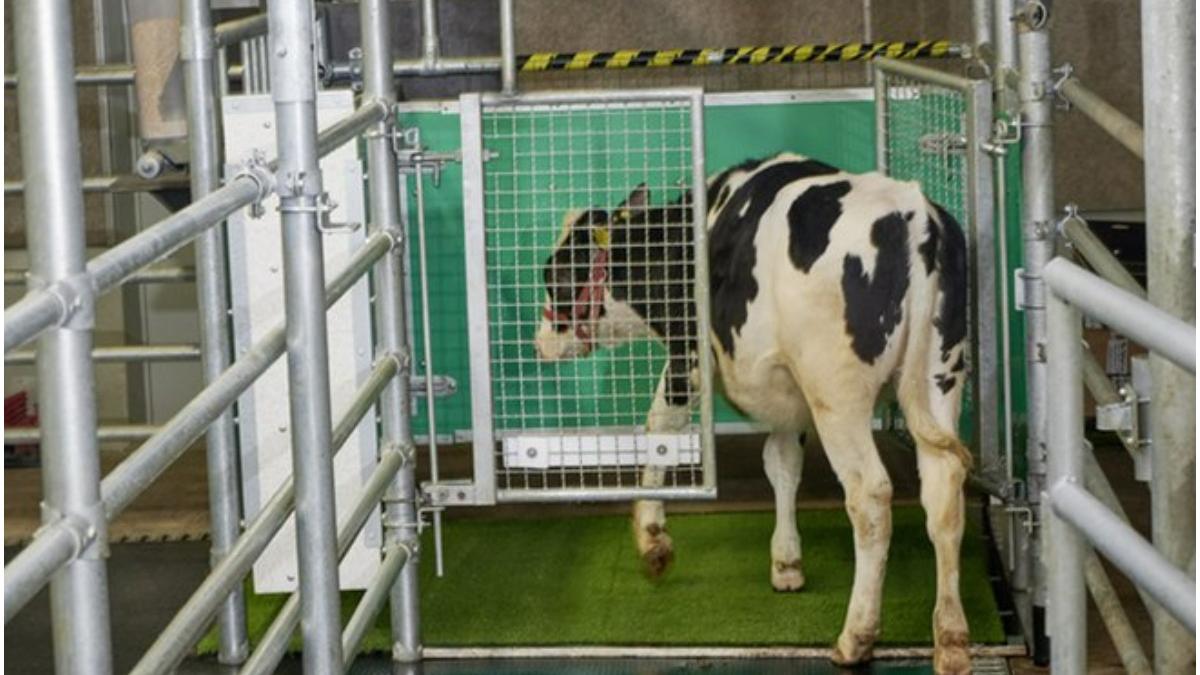 vaci antrenate toaleta